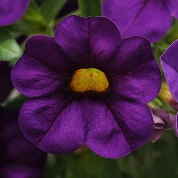 Calibrachoa 'Purple' 