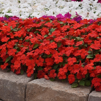 Impatiens 