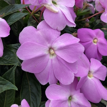 Impatiens 