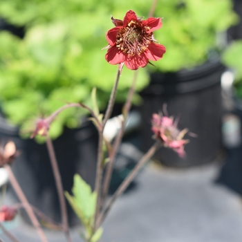 Geum 'Double Bloody Mary' 