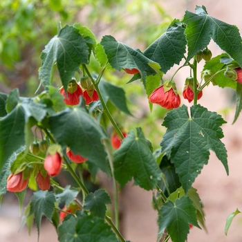 Abutilon 'Bella Deep Coral' 