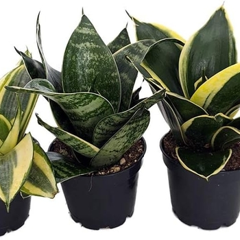 Sansevieria trifasciata