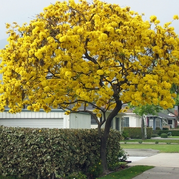 Tabebuia chrysotricha