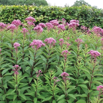 Eupatorium maculatum