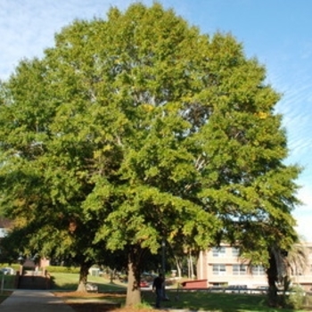 Quercus laurifolia