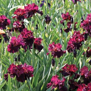 Iris germanica 'Raptor Red' 