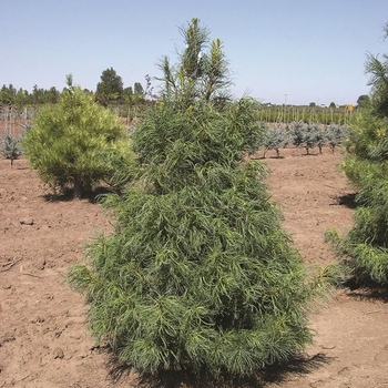 Pinus strobus 'Contorta' 
