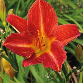 Hemerocallis 'Anzac'