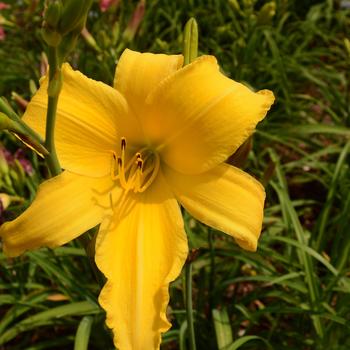 Hemerocallis 'Big Bird's Friend'