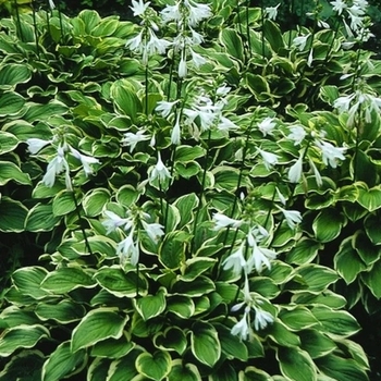 Hosta 'So Sweet' 