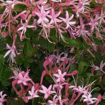 Rhododendron viscosum 'Pink Mist' 