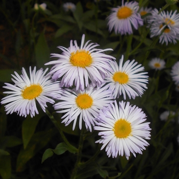 Erigeron pulchellus