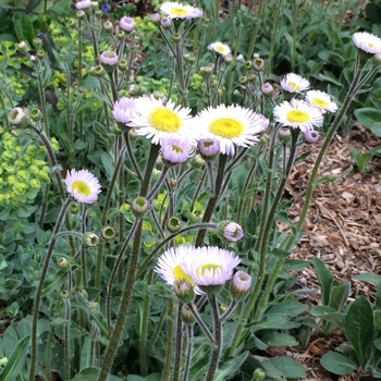 Erigeron pulchellus var. pulchelus 'Lynnhaven Carpet' 