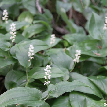 Maianthemum canadense