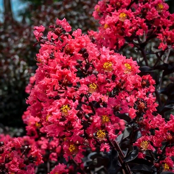 Lagerstroemia 'PIILAG-Y' PP25925