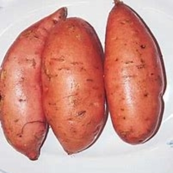 Solanum 'Georgia Jets' 