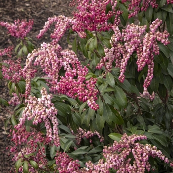 Pieris japonica 'Shy' 