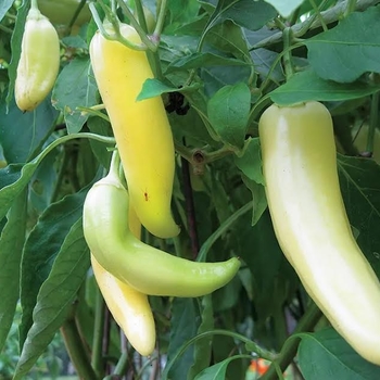 Capsicum annuum 'Bananarama' 