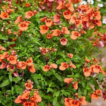 Diascia 'My Darling Tangerine' 