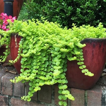 Lysimachia nummularia 'Goldie' 