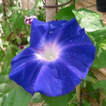 Ipomoea nil