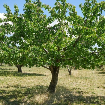 Prunus avium 'Bing' 