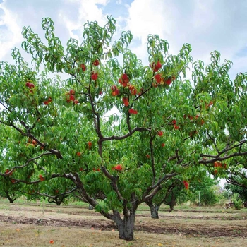 Prunus persica 'Redhaven' 