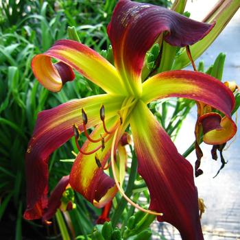 Hemerocallis 'Dancing On Air'