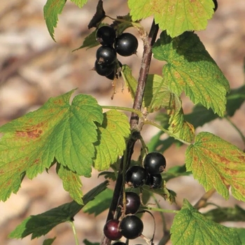 Ribes americanum