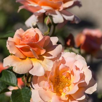 Rosa 'Apricot Candy' 