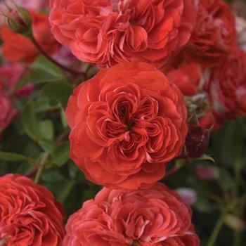 Rosa Veranda® 'Brilliant™'