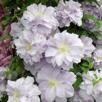 Clematis 'Louise Rowe' 