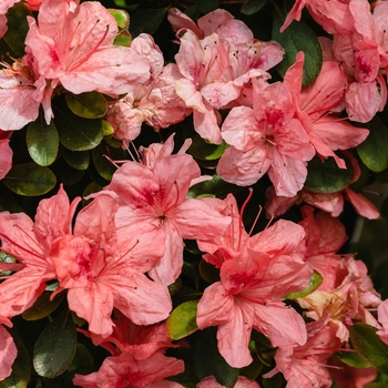 Rhododendron Karume hybrid 'Blaauw's Pink' 