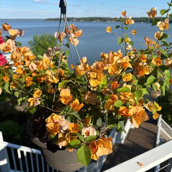 Bougainvillea 'California Gold' 