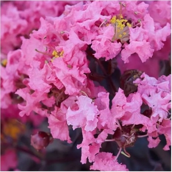 Lagerstroemia indica 'Shell Pink™' PP28065