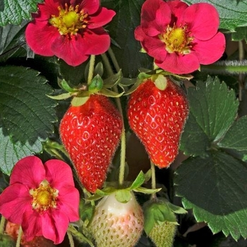 Fragaria x ananassa 'Toscana' 