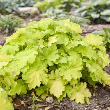 Heuchera 'Ball Gown' PPAF, Can PBRAF