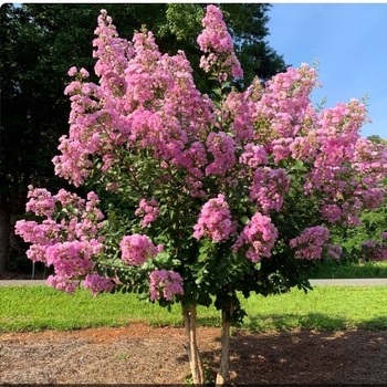 Lagerstroemia indica x fauriei 'Hopi' 