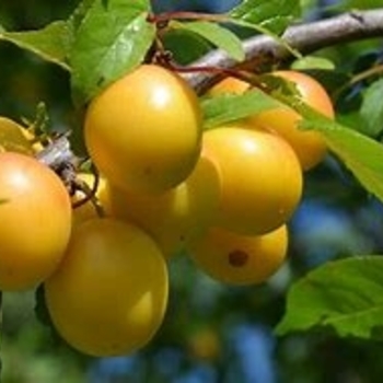 Prunus salicina 'Shiro' 