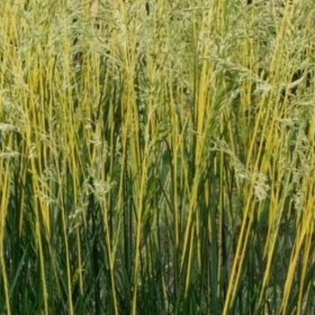 Festuca arundinacea 'Glow Sticks' 