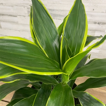 Dracaena deremensis 'Art' 