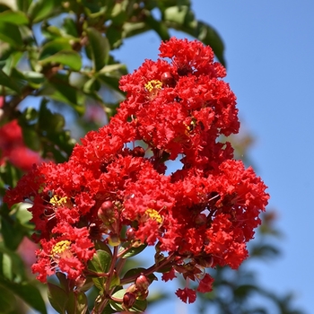 Lagerstroemia indica 'Miss Frances' 