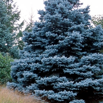 Picea pungens 'Baby Blue' 