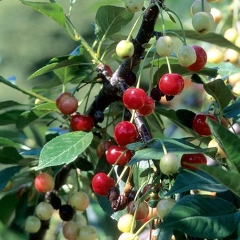 Prunus cerasus 'North Star' 