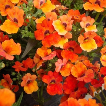 Nemesia 'Series' 