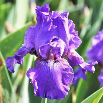 Iris germanica 'His Royal Highness' 