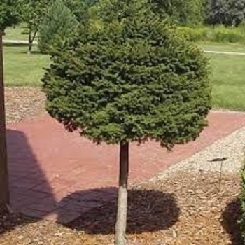 Picea omorika 'Nana' 