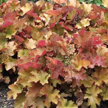 Heuchera 'Caramel' 