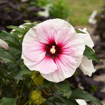 Hibiscus 'Angel Eyes' PP35455