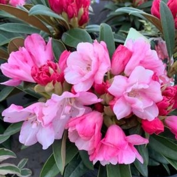 Rhododendron 'Mardi Gras' 